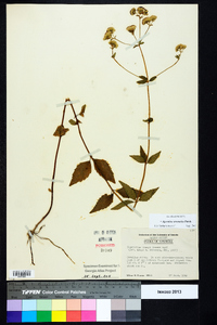 Ageratina aromatica image