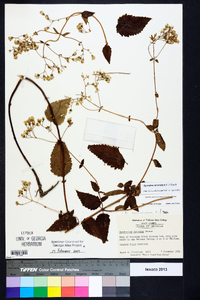 Ageratina aromatica image