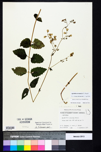 Ageratina aromatica image