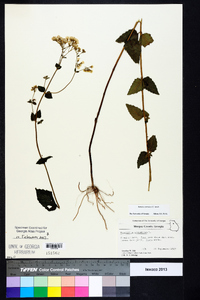 Ageratina aromatica image