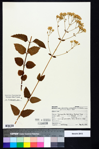 Ageratina aromatica image