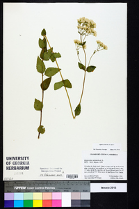 Ageratina aromatica image