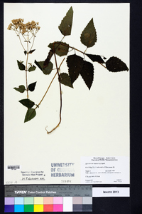 Ageratina aromatica image