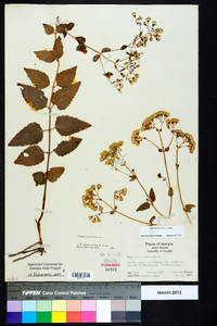 Ageratina aromatica image