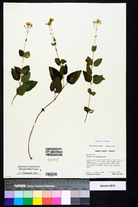 Ageratina aromatica image