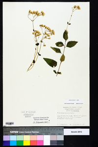 Ageratina aromatica image