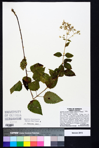 Ageratina jucunda image