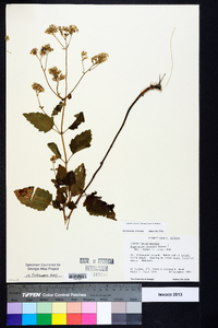 Ageratina jucunda image