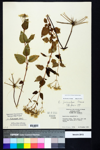 Ageratina jucunda image