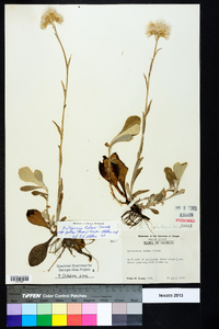 Antennaria parlinii subsp. fallax image