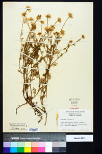 Anthemis arvensis image