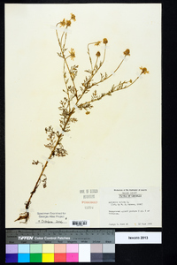 Anthemis cotula image