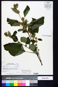 Arctium minus image