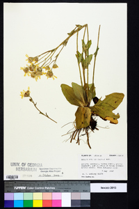 Arnica acaulis image