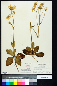 Arnica acaulis image