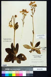 Arnica acaulis image