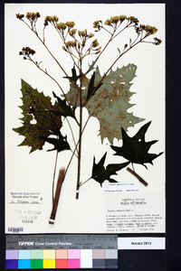 Arnoglossum atriplicifolium image