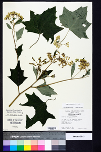 Arnoglossum atriplicifolium image