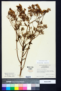 Arnoglossum atriplicifolium image