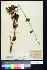 Arnoglossum atriplicifolium image