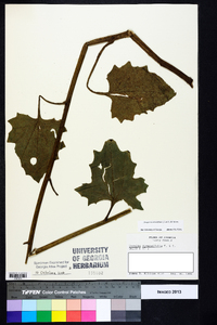 Arnoglossum diversifolium image