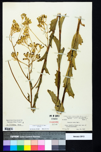 Arnoglossum ovatum image