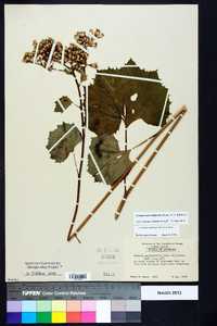 Arnoglossum reniforme image