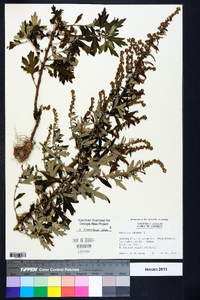 Artemisia vulgaris image