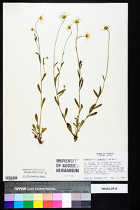 Astranthium integrifolium image