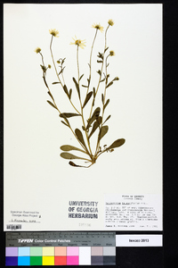 Astranthium integrifolium image