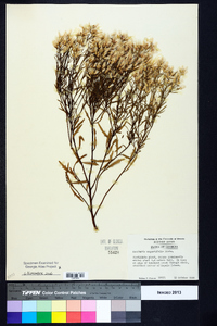 Baccharis angustifolia image