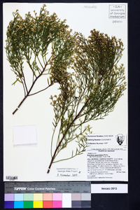 Baccharis angustifolia image