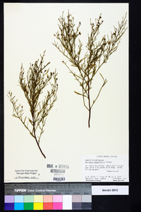 Baccharis angustifolia image