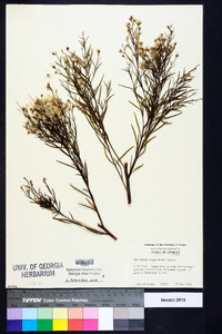 Baccharis angustifolia image