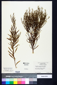 Baccharis angustifolia image