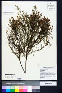 Baccharis angustifolia image