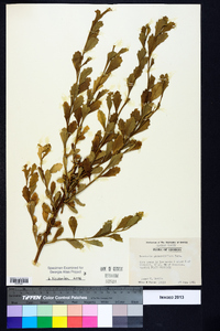 Baccharis glomeruliflora image