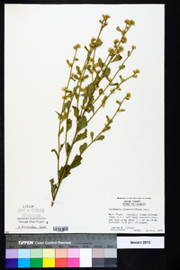 Baccharis glomeruliflora image