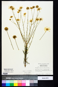 Balduina angustifolia image