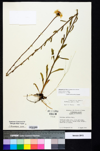 Balduina uniflora image