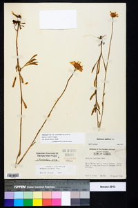 Balduina uniflora image