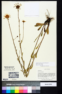 Balduina uniflora image