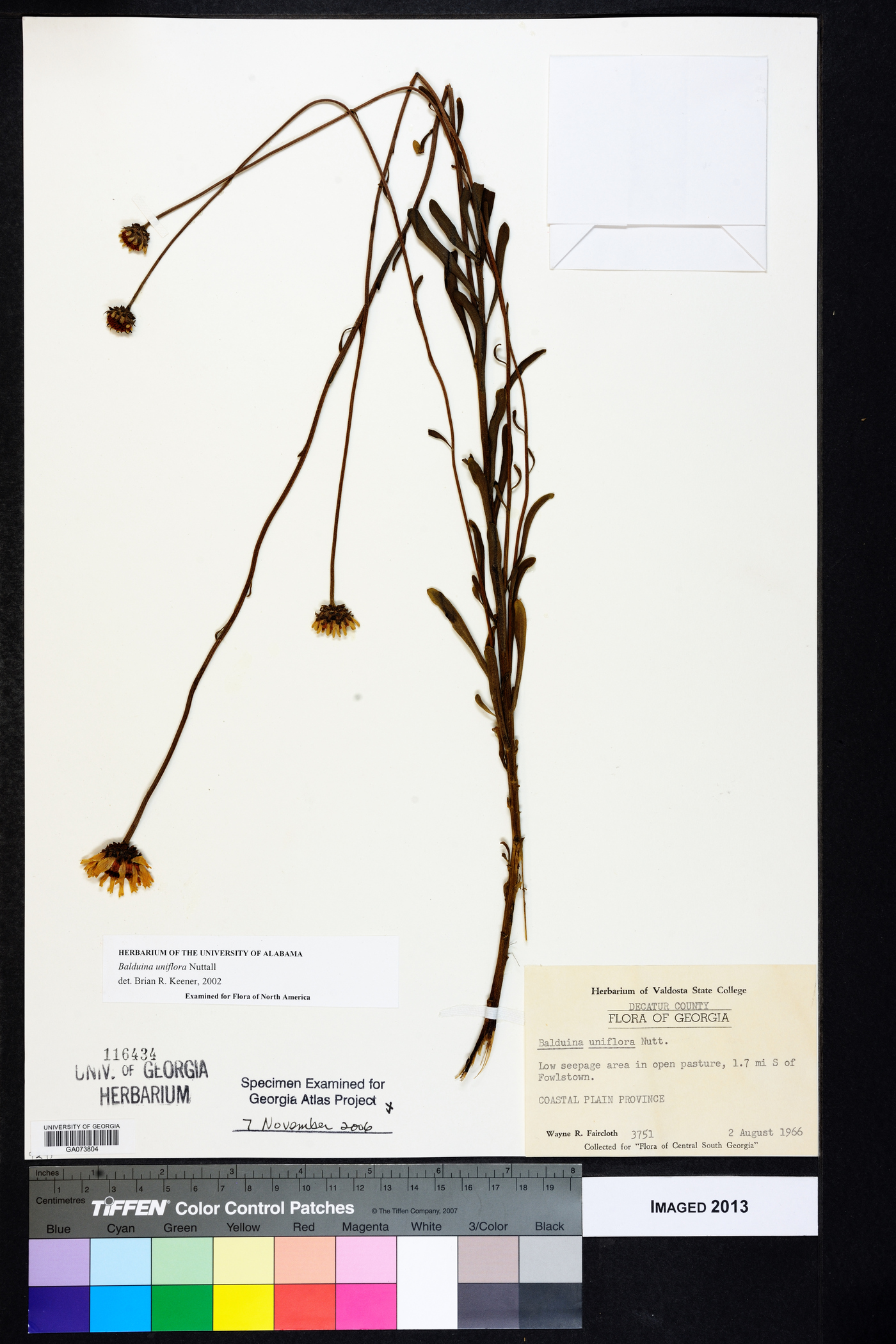 Balduina uniflora image