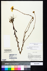 Balduina uniflora image