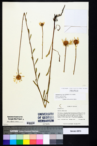 Balduina uniflora image