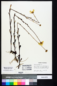 Balduina uniflora image