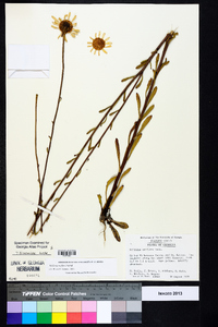 Balduina uniflora image