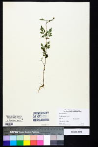 Bidens bipinnata image