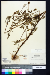 Bidens bipinnata image