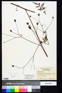 Bidens bipinnata image